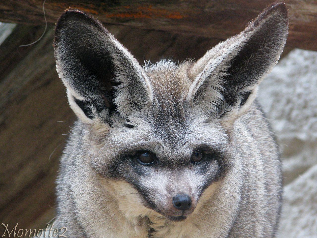 Bat Eared Fox Portrait