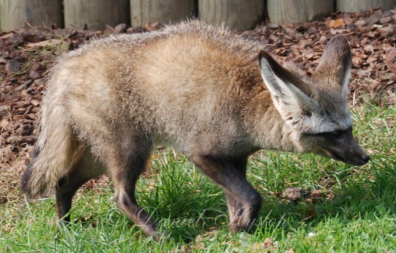 Bat Eared Fox By Rabid Coot