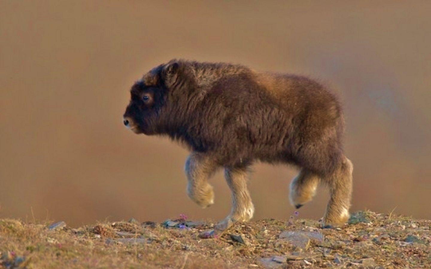 Baby musk ox Download HD Wallpaper and Free Image
