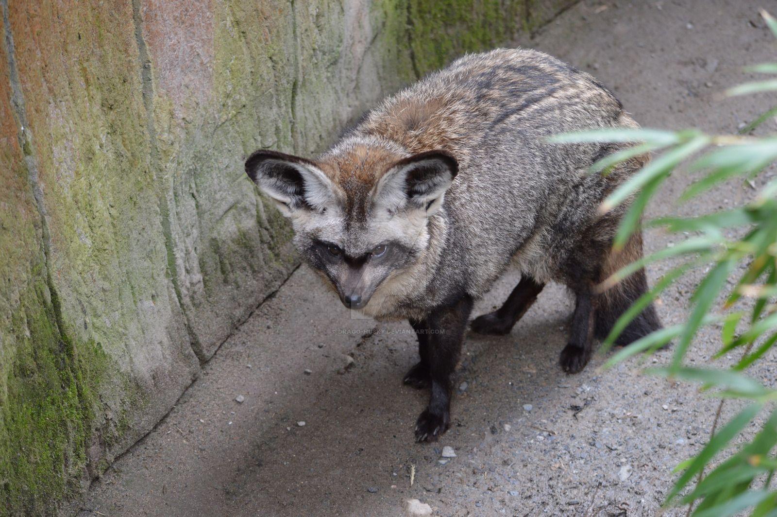 Exmoor Zoo Bat Eared Fox By Drago Husky