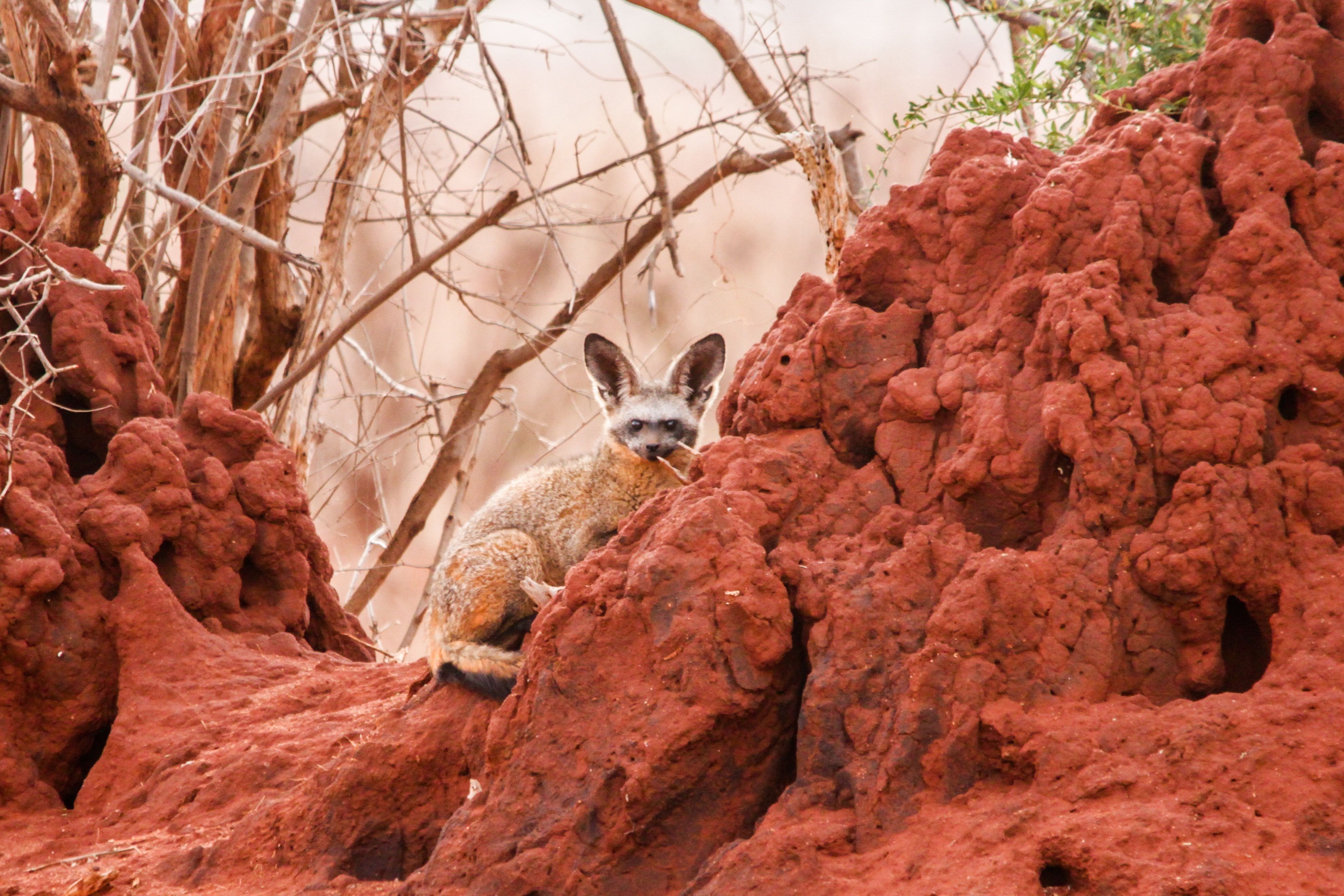Download Wallpaper Bat Eared Fox, Otocyon Megalotis, Kenya, Africa