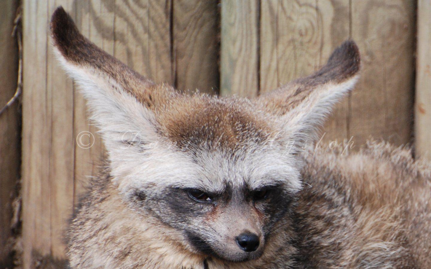 Giant Bat Eared Fox Face. By Rabid Coot