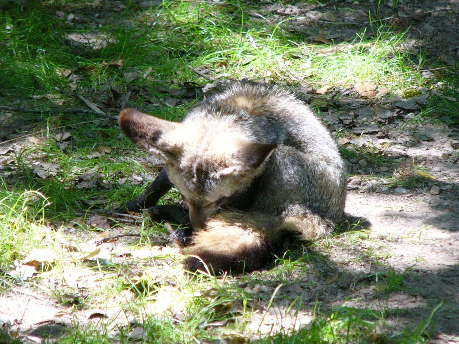 The Online Zoo Eared Fox
