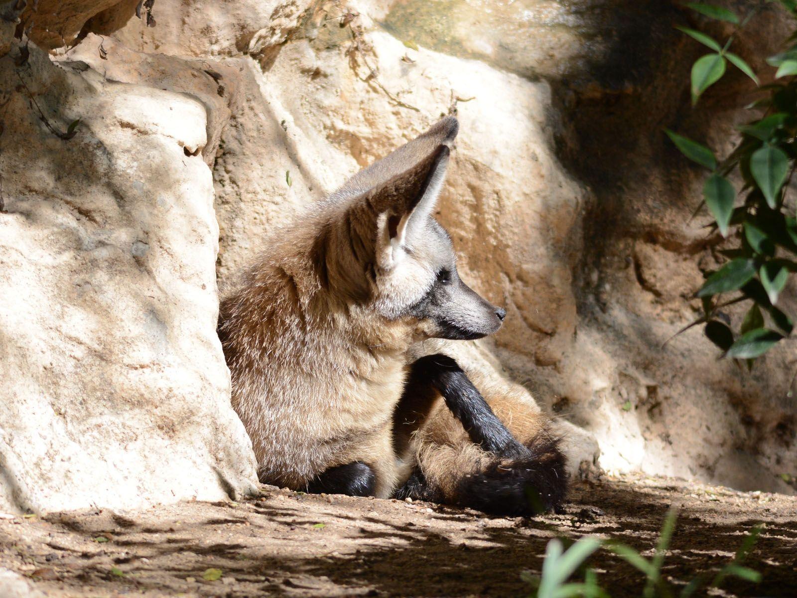 The Online Zoo Eared Fox