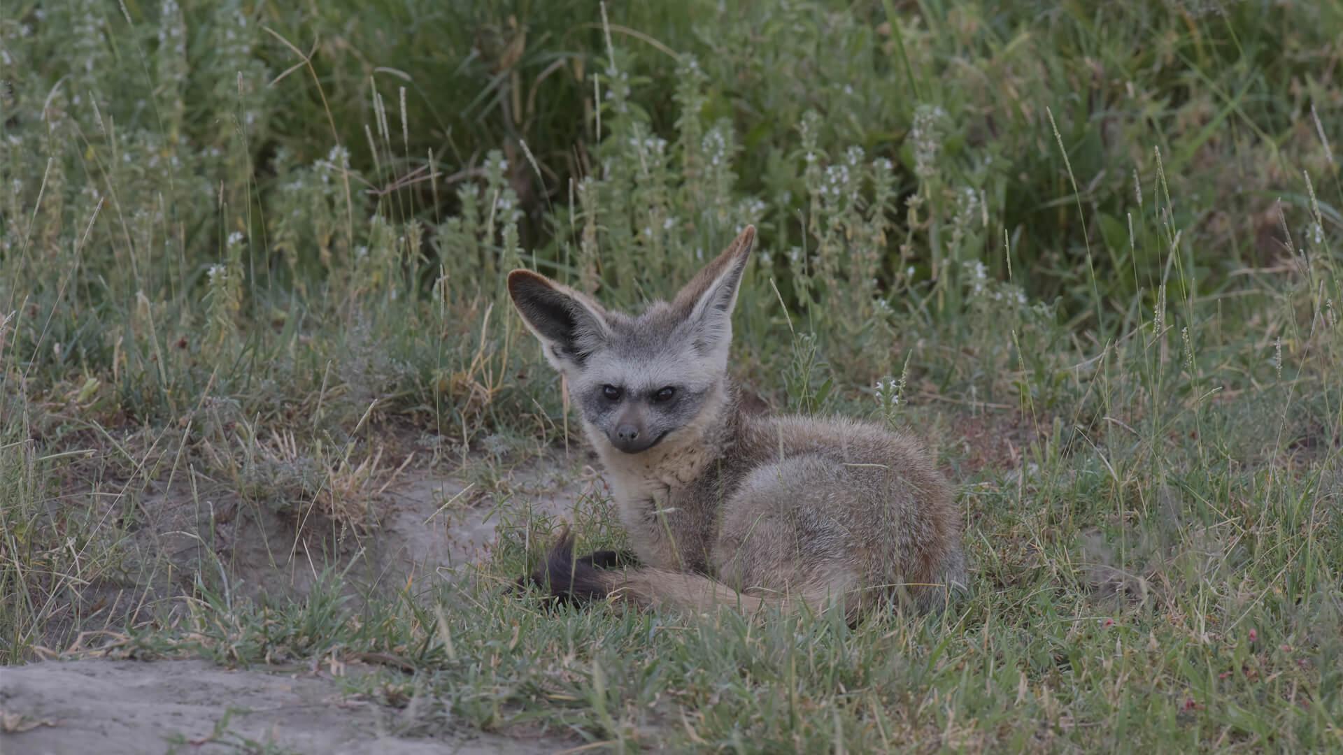 Bat Eared Fox On A Photographic Safari Vehicle. Luxury African