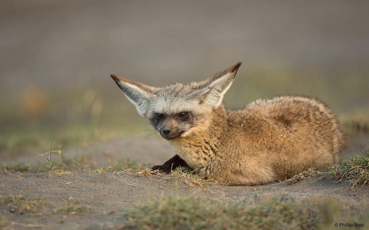 Toehold Animal Of The Week: Bat Eared Fox, Kenya, Africa