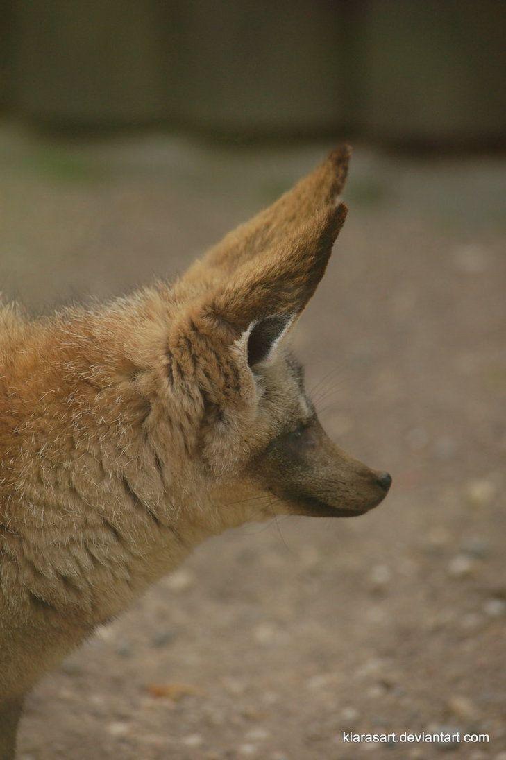 bat eared fox profile