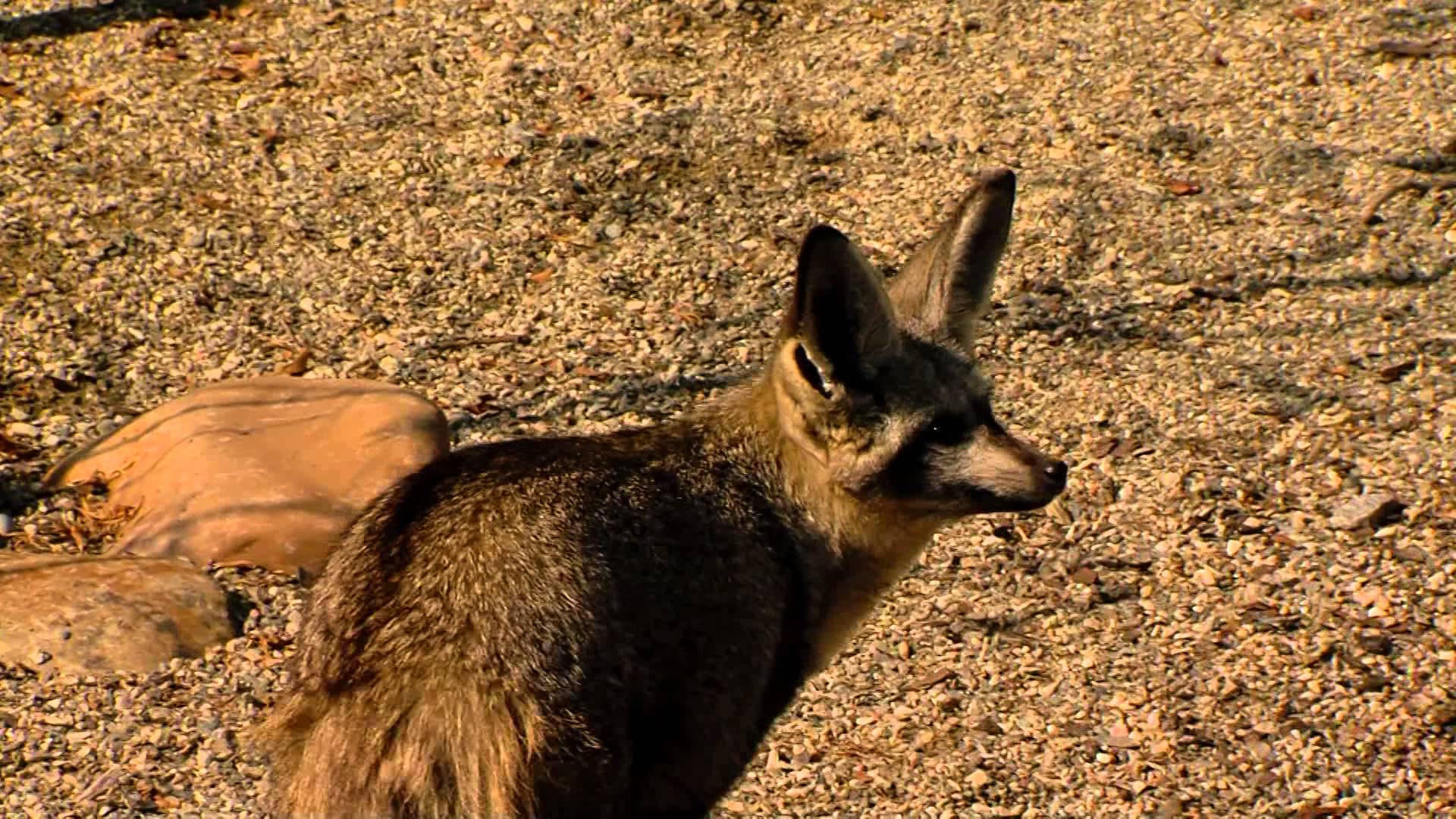 Bat Eared Fox Exhibit