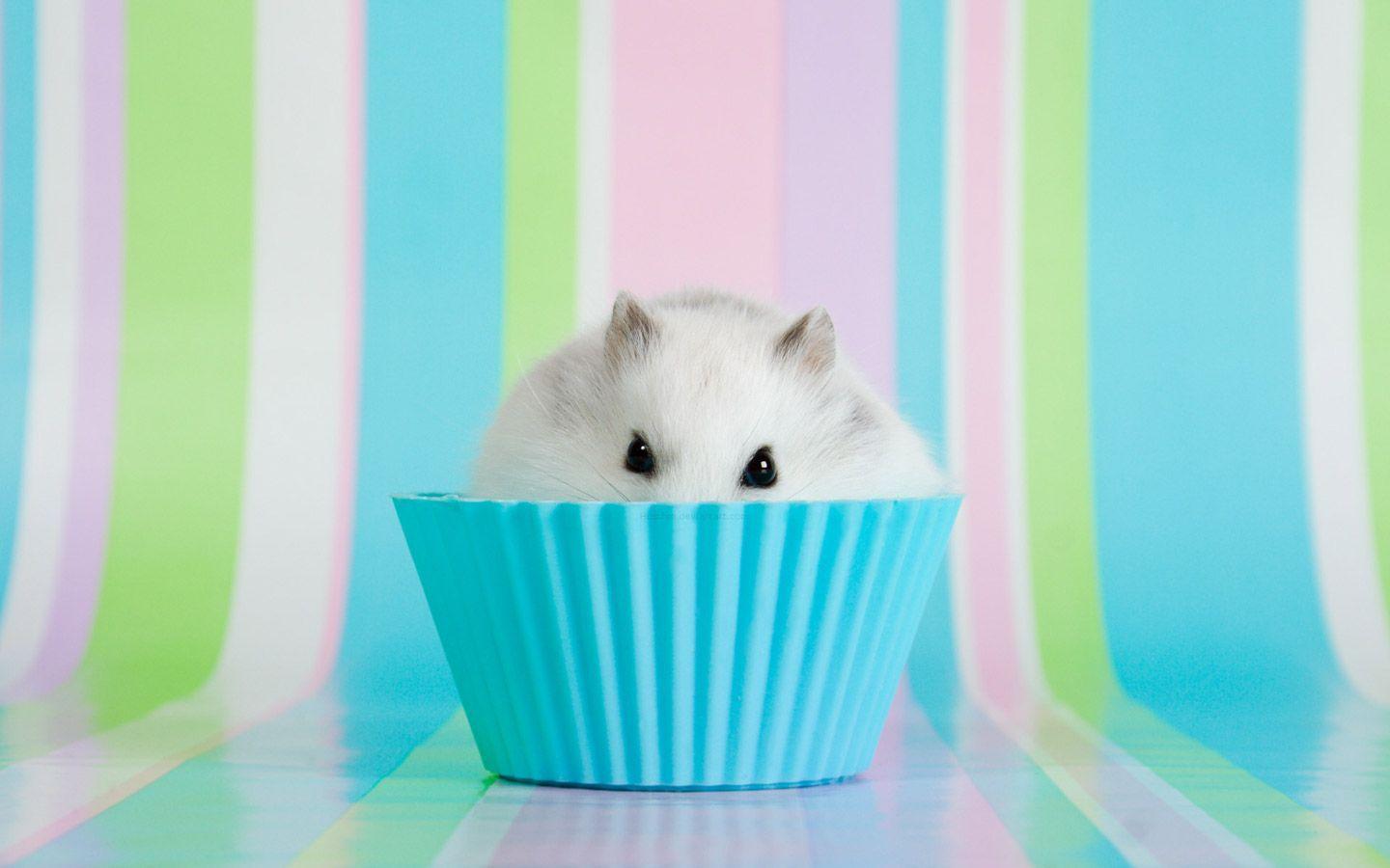 cup cake hamster. Cake Fun :). Hamster wallpaper