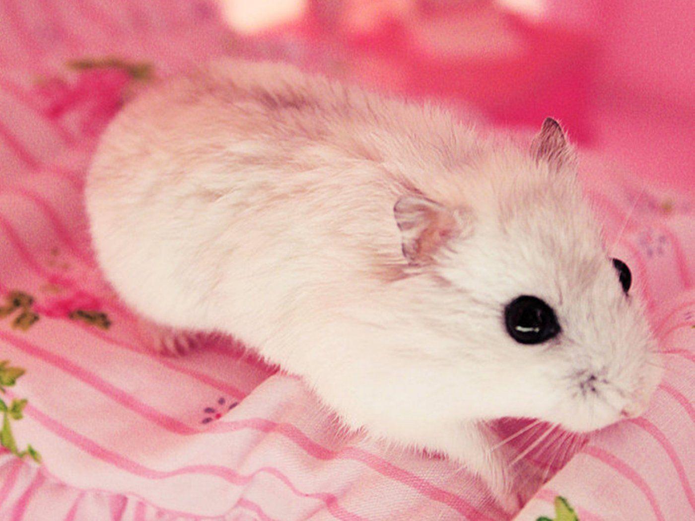Cute Hamsters Wallpaper, 49 Cute Hamsters Android Compatible
