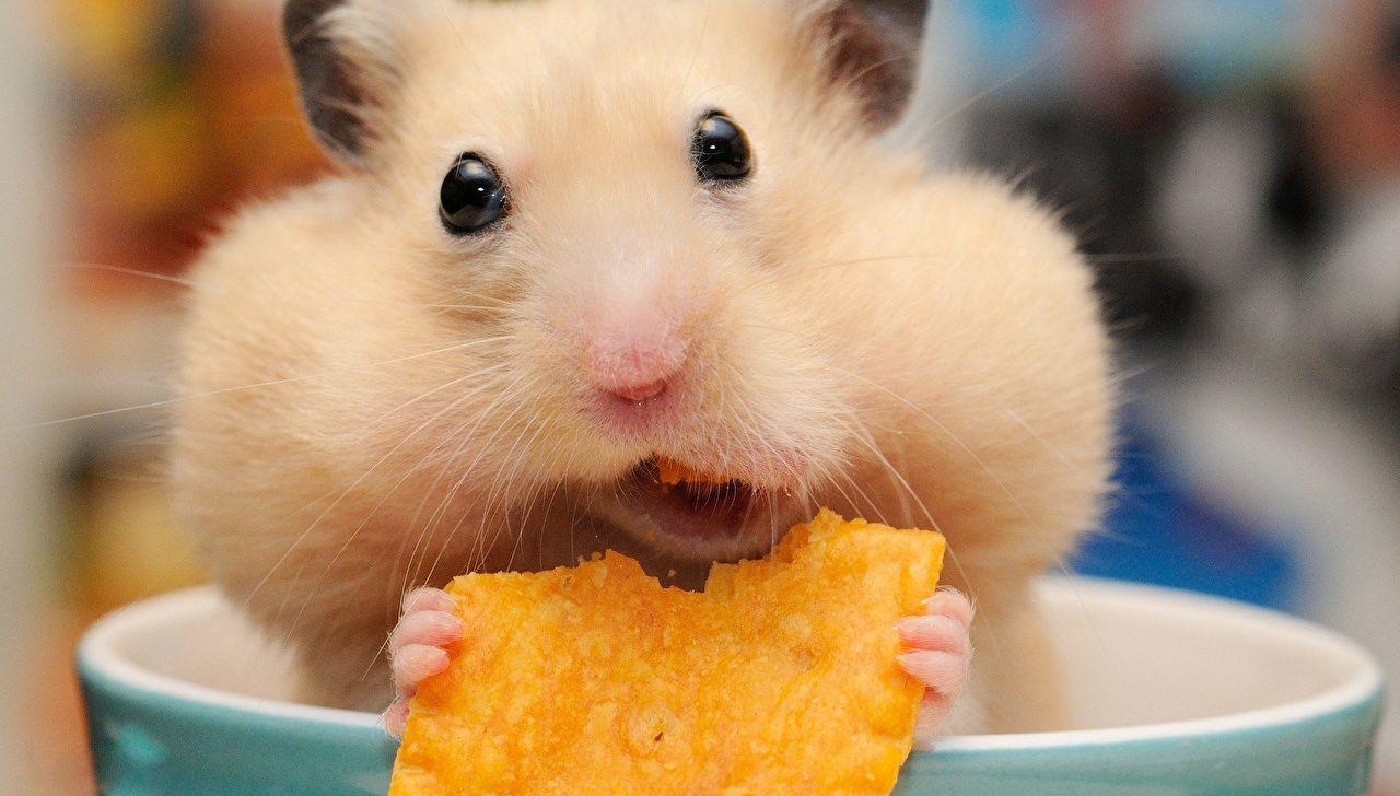 Wallpaper Hamsters Funny Chips Animals Staring Closeup