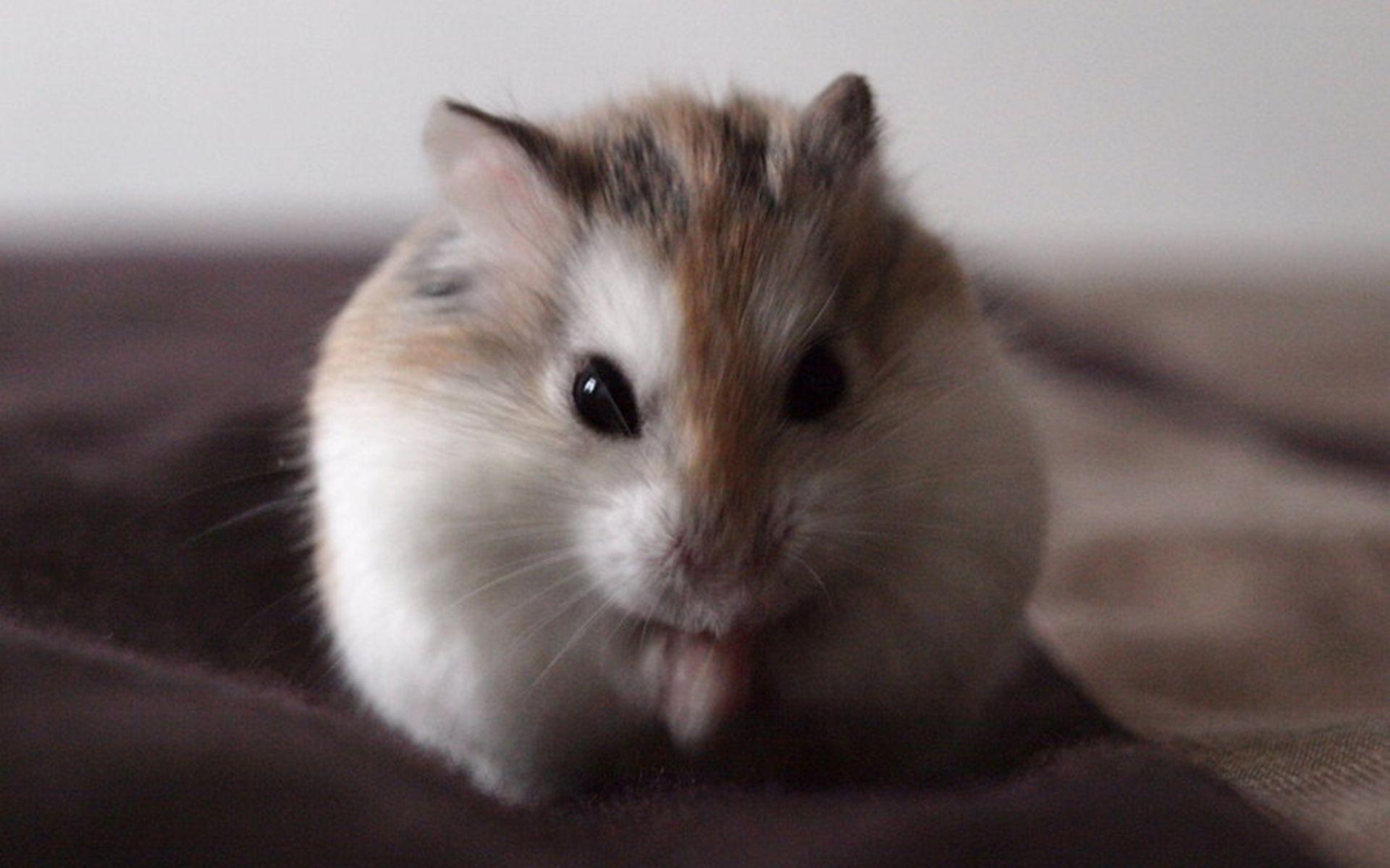 Information About Winter White Dwarf Hamster Care and Facts. Winter