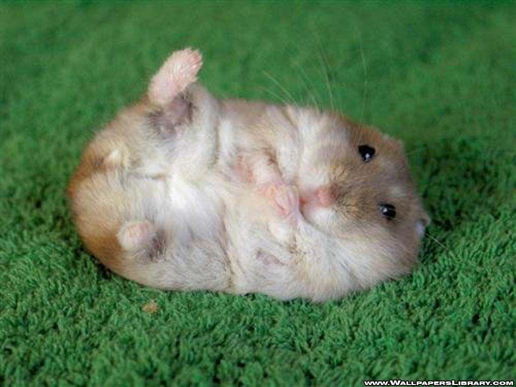 cutehamsterwallpaper Hamsters Wallpaper 1024×768 Cute Hamster