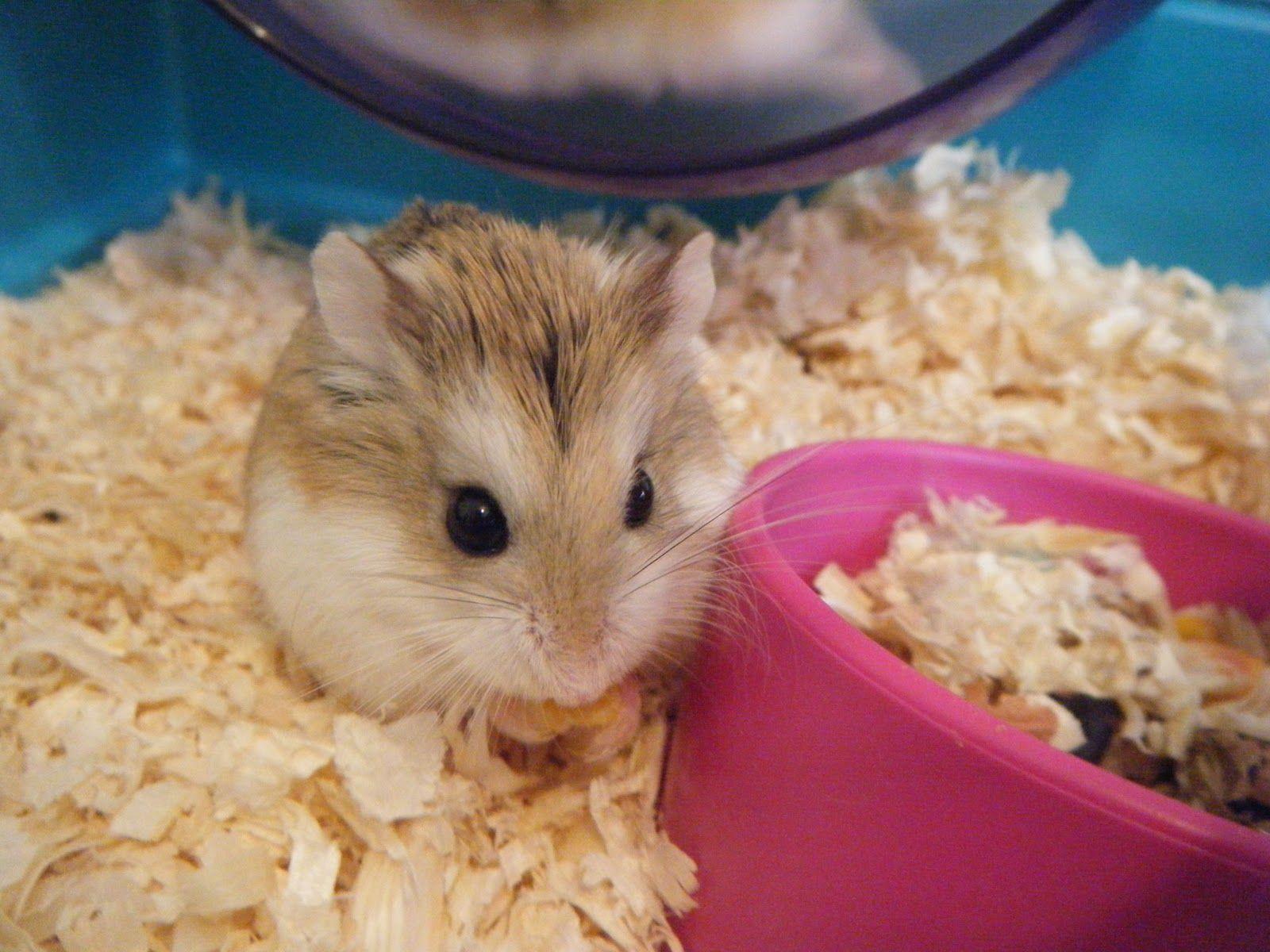 All about the Syrian hamster a.k.a golden / teddy bear hamster