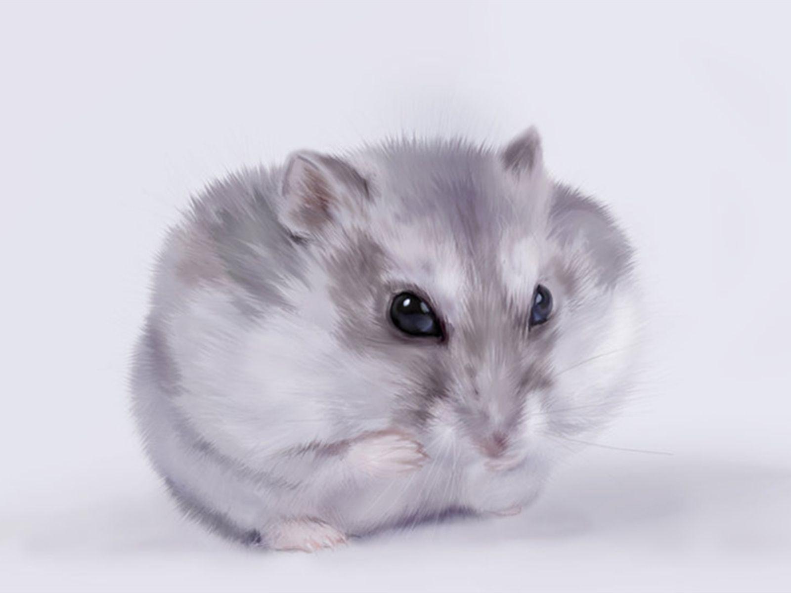 These Are The Cute Hamster Wallpaper Other Wallpaper Picture