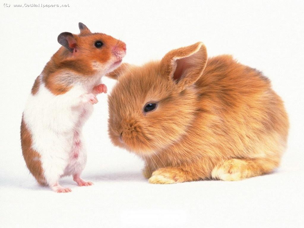 Hares Rodents Hamsters Animals White background