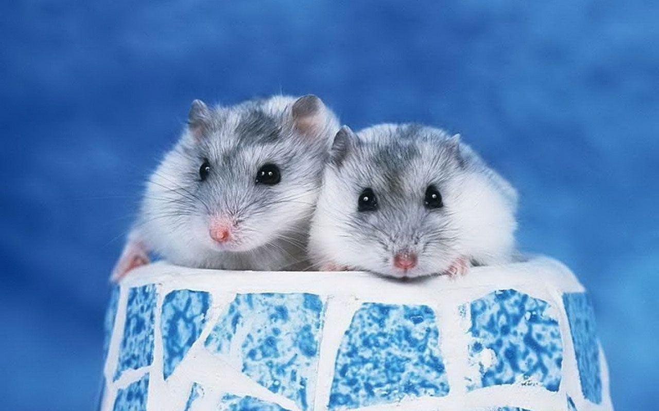 ideas about Syrian Hamster Hamsters, Dwarf 1024×768