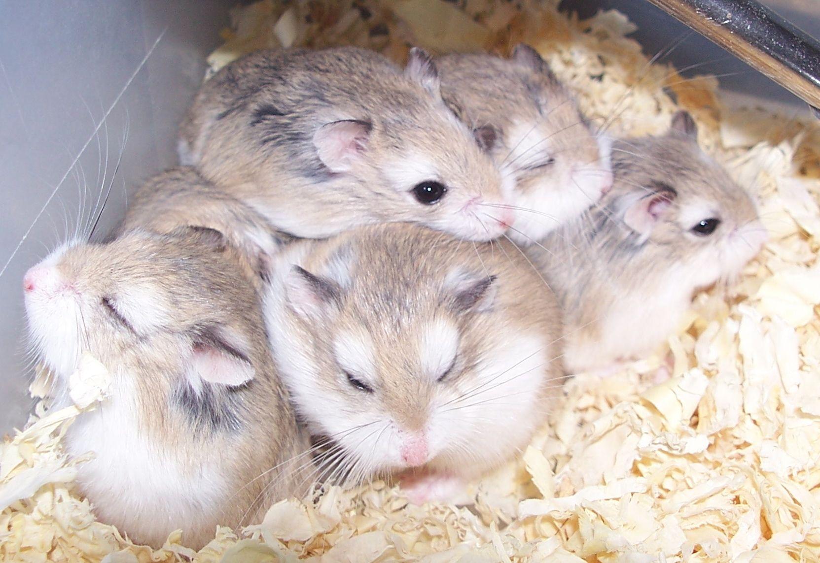 dwarf hamsters hamsters Photo