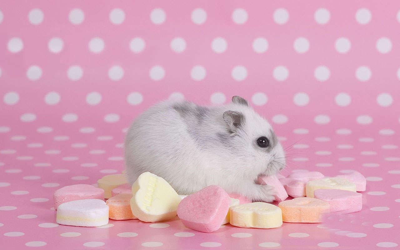 Cute Hamsters Wallpaper, 49 Cute Hamsters Android Compatible