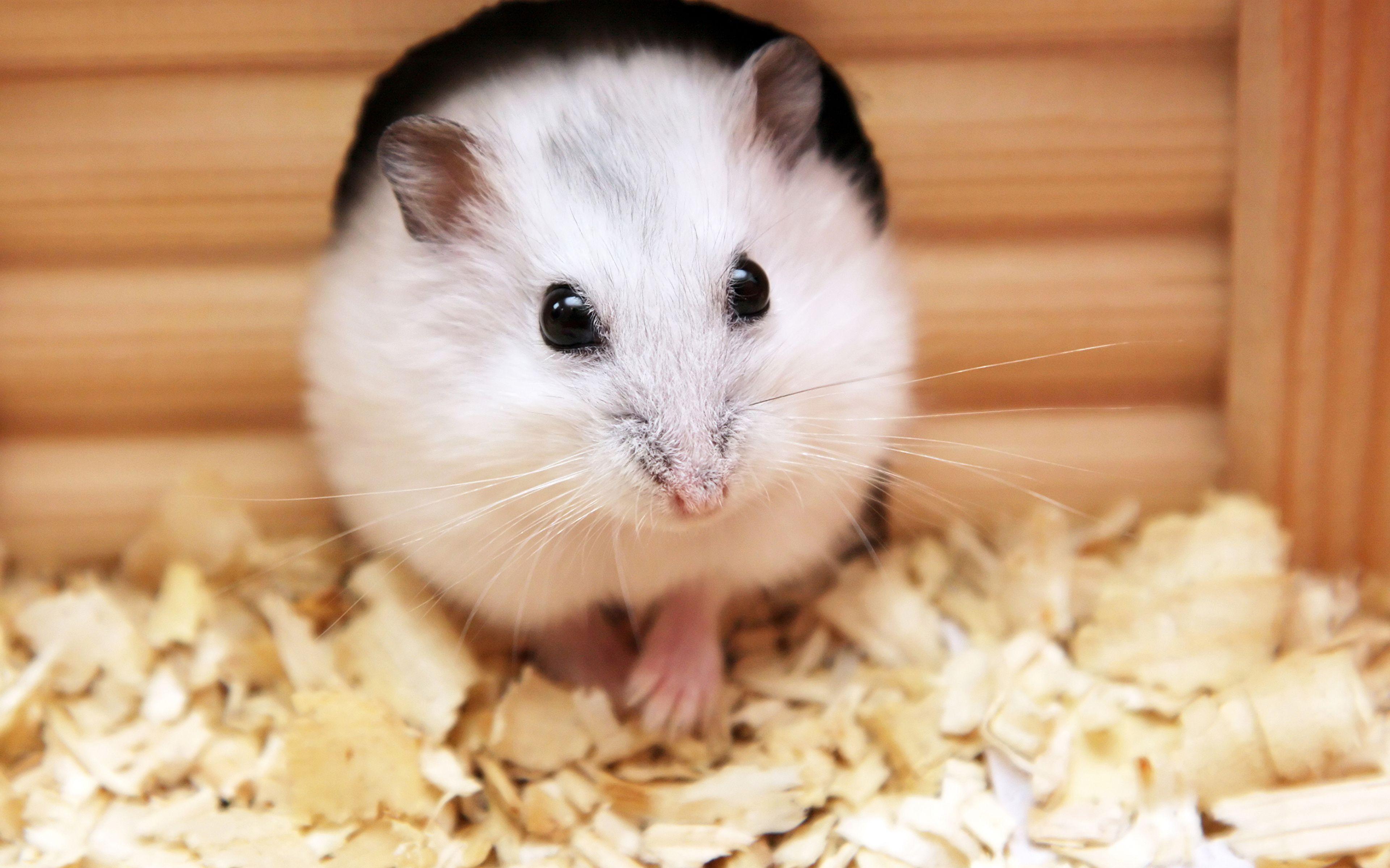 Rodents Hamsters White Animals Closeup 3840x2400