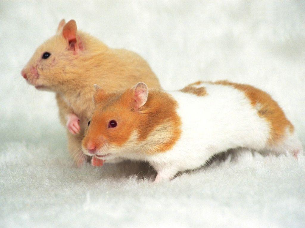 couple teddy bear hamster wallpaper. Animals. Hamster