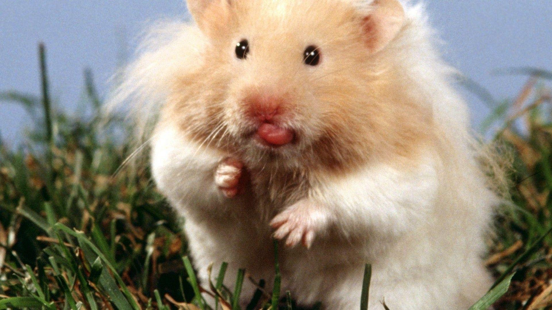 nature animals outdoors hamsters 1920x1080 wallpaper High Quality