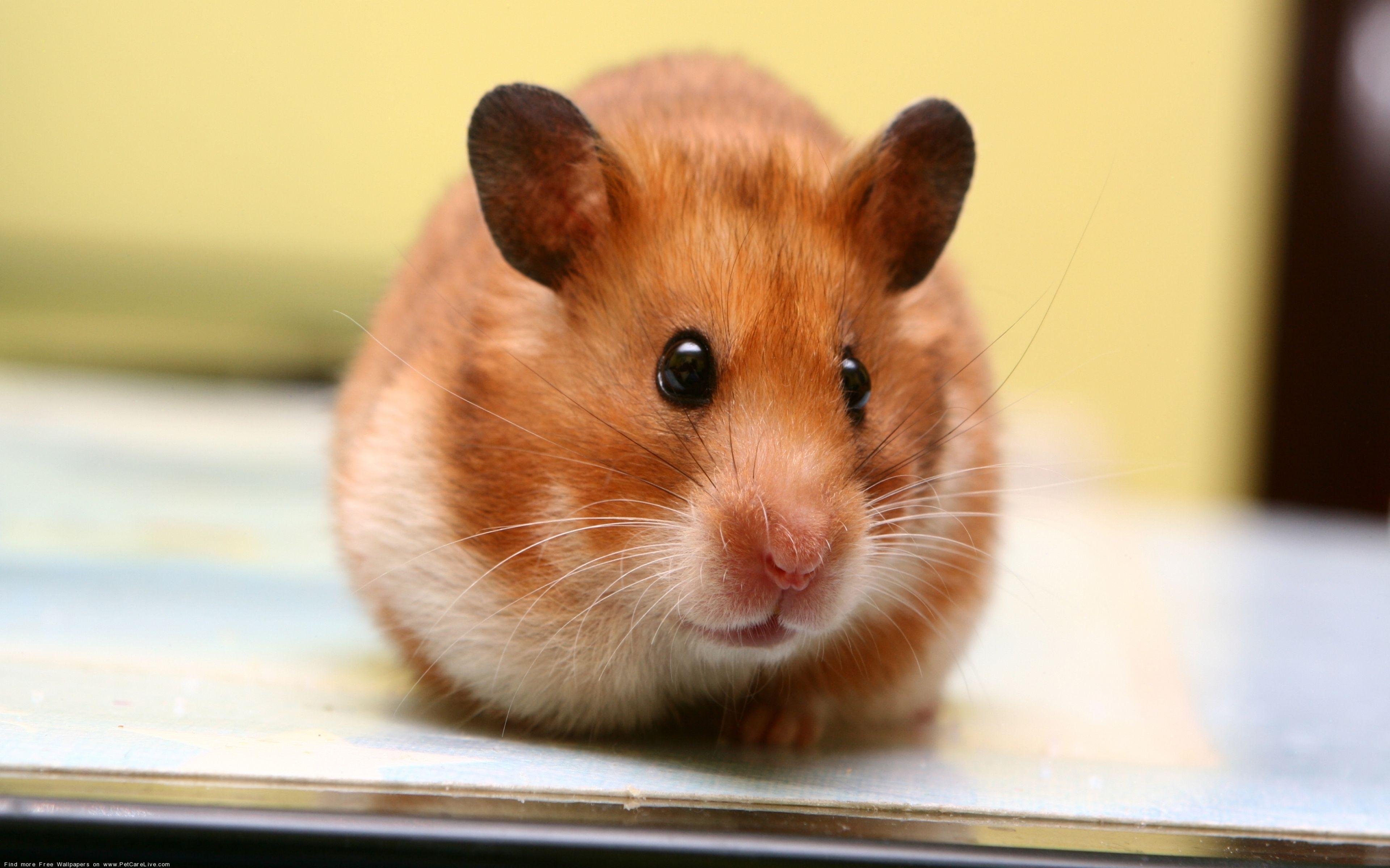 4K Hamsters Wallpaper High Quality