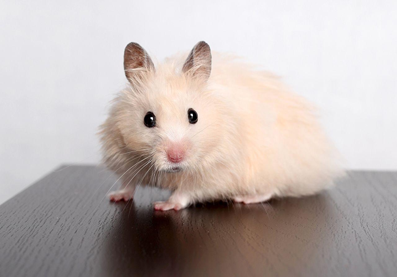 Image Rodents Hamsters White Animals Staring
