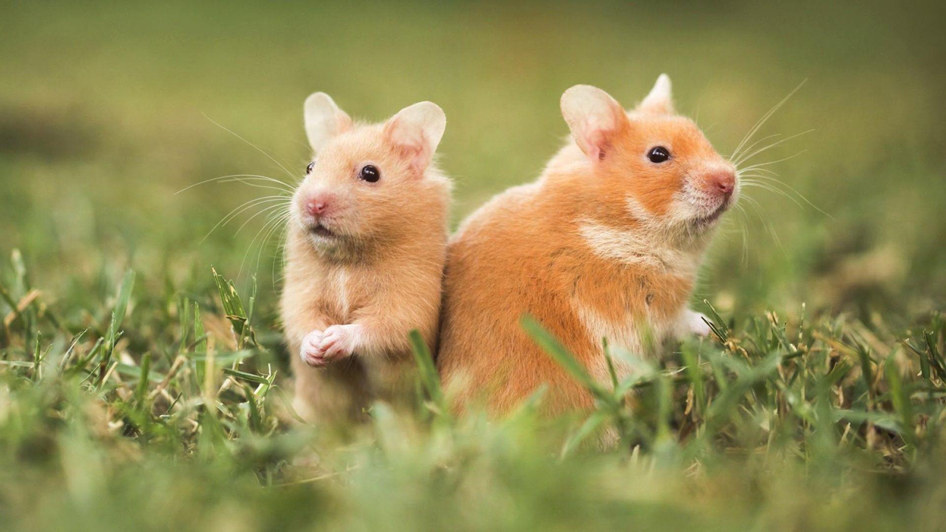 Two Hamsters HD Wallpaper