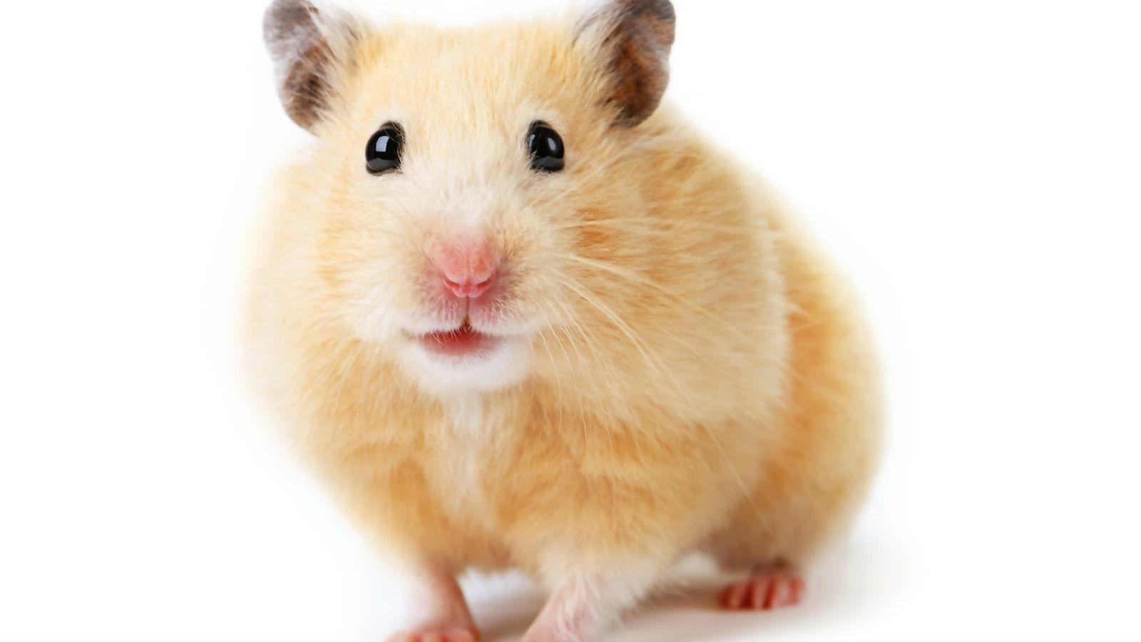 Hamsters Animal HD Wallpaper