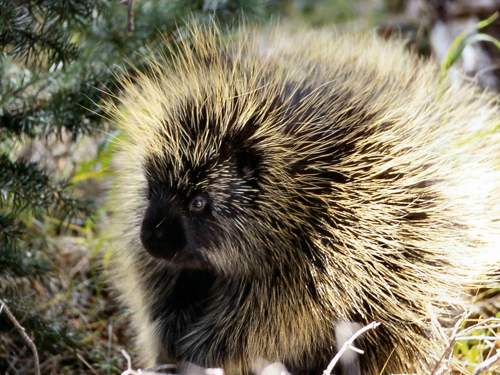 Porcupine Wallpaper and Background