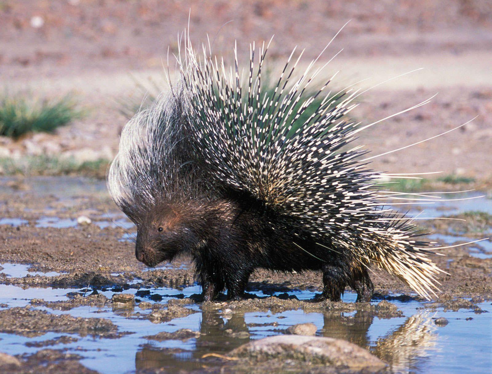 African Porcupine Wallpaper HD Photo. HD Wallpaper Picture
