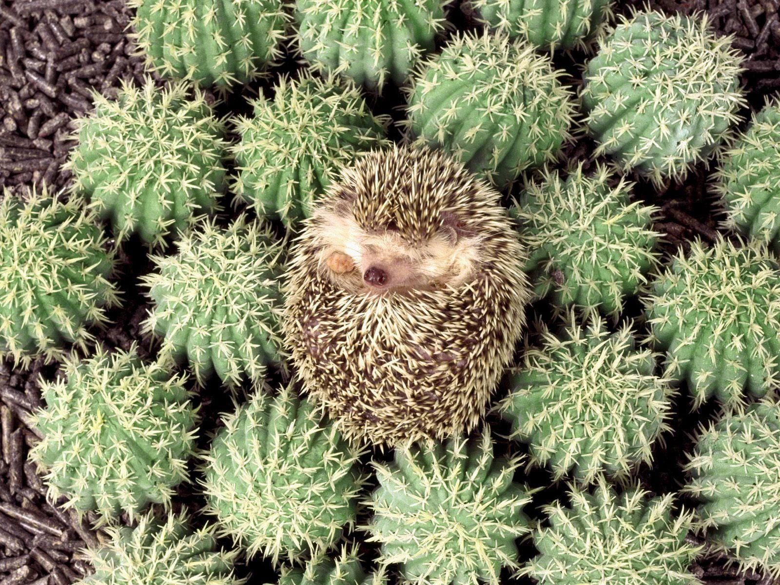 Porcupine on green cacti HD wallpaper