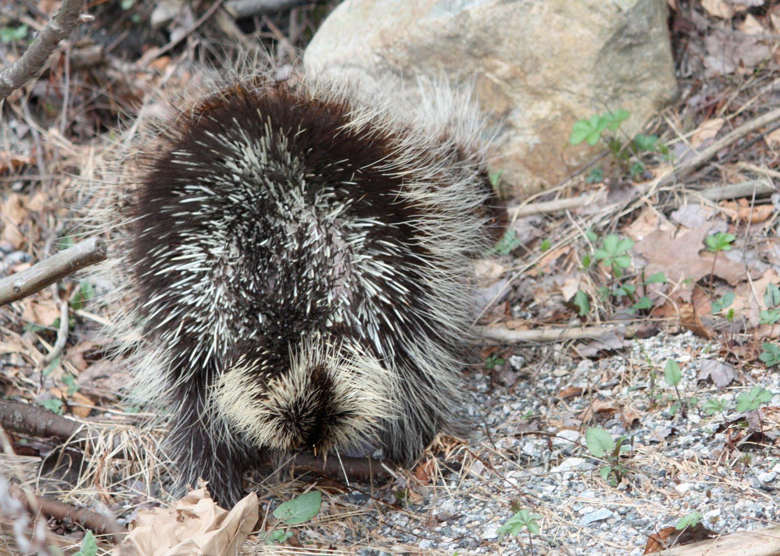Wallpaper Collections: porcupine