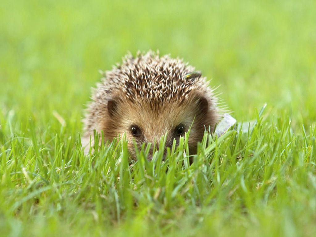 Cute Hedgehog wallpaperx768