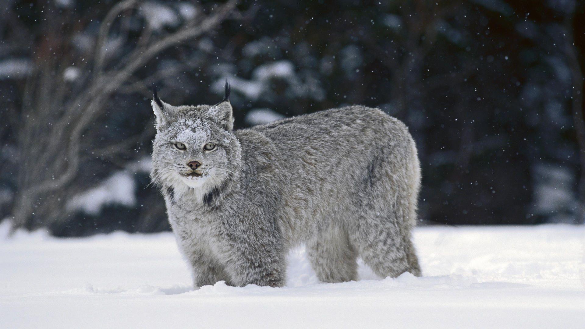 Canadian Lynx Wallpaper