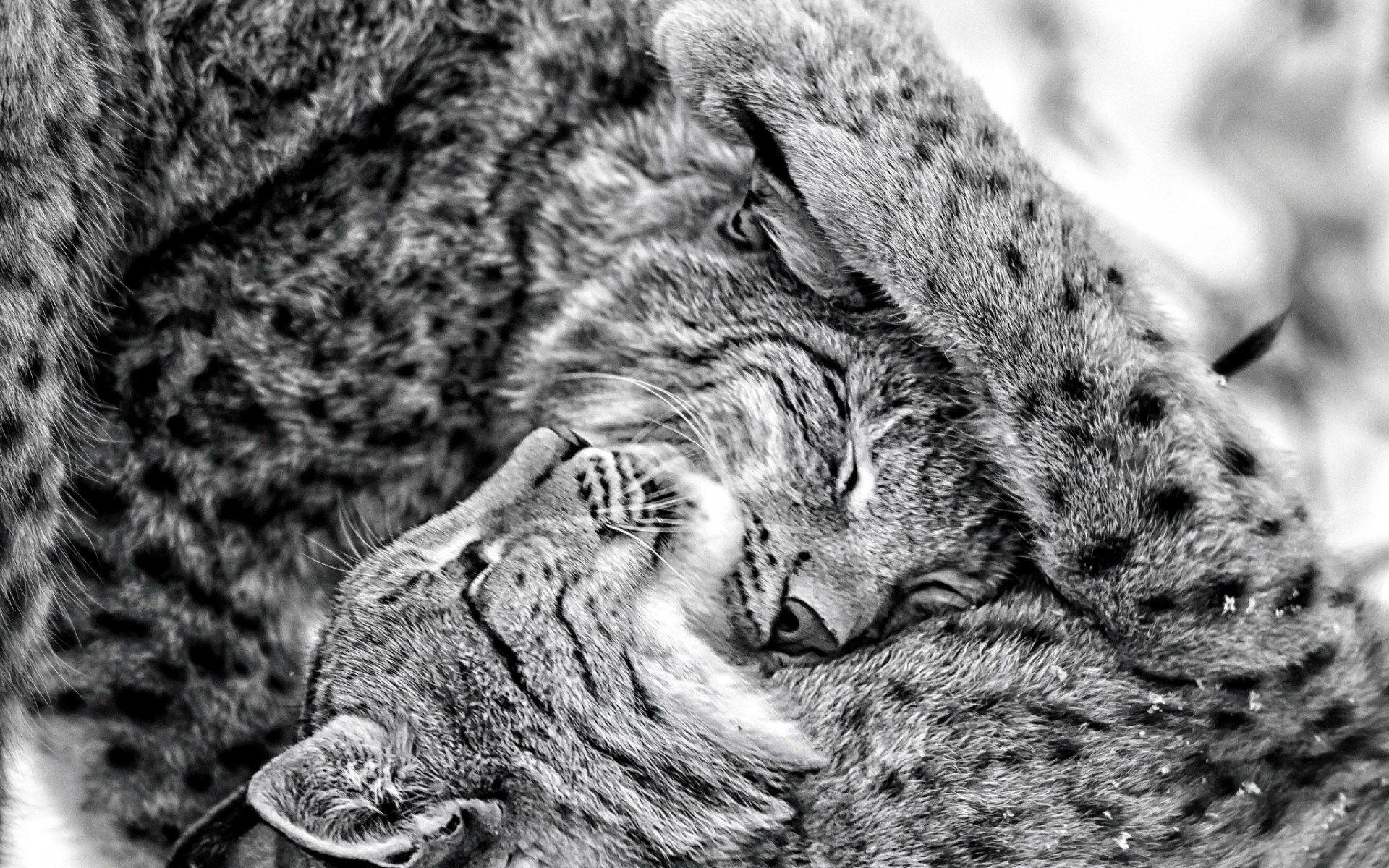 Lynx Wallpaper, 45 Lynx Wallpaper, EBV