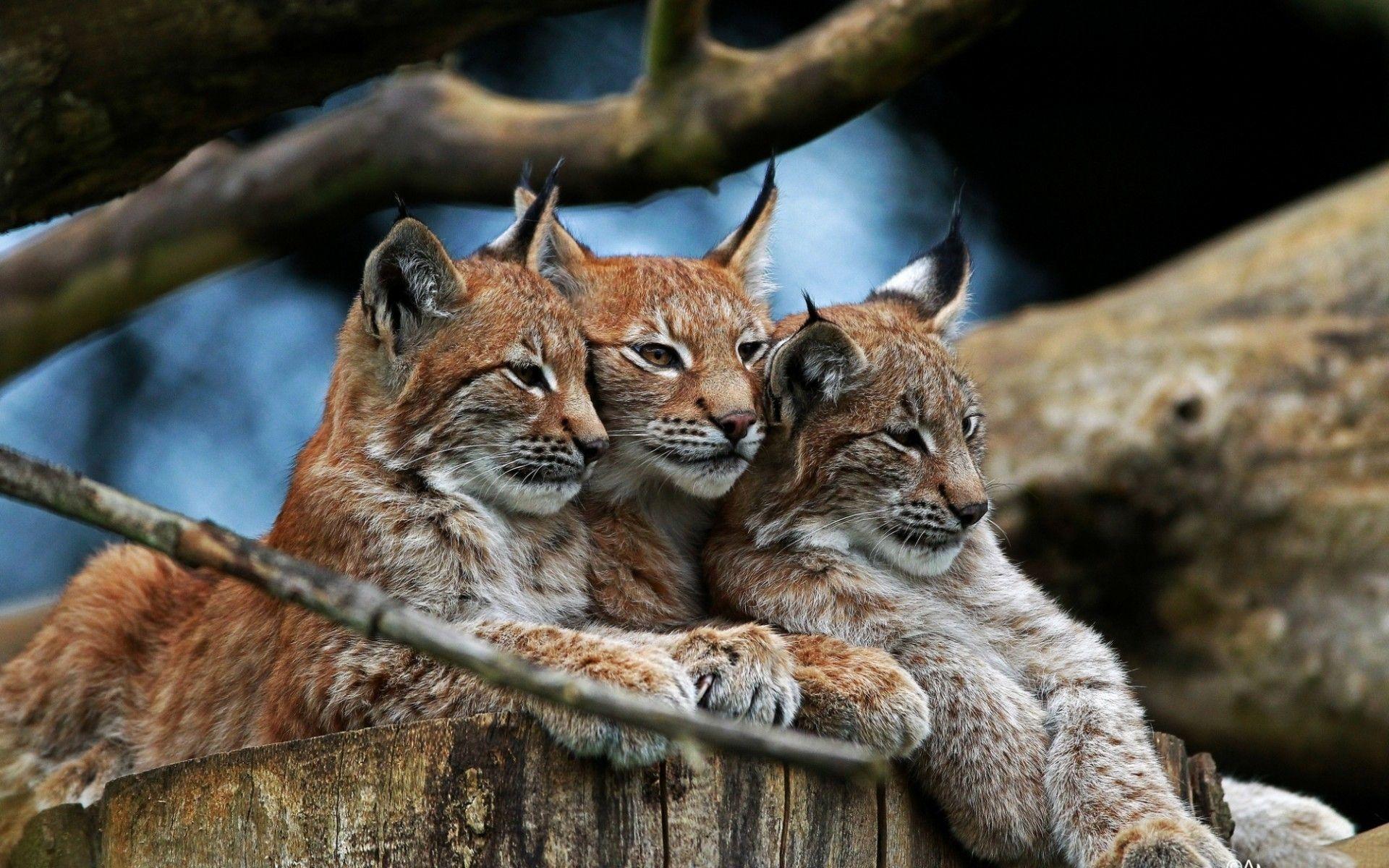 Animal Lynx Wallpaper. Felinos ferozes. Lynx and Animal