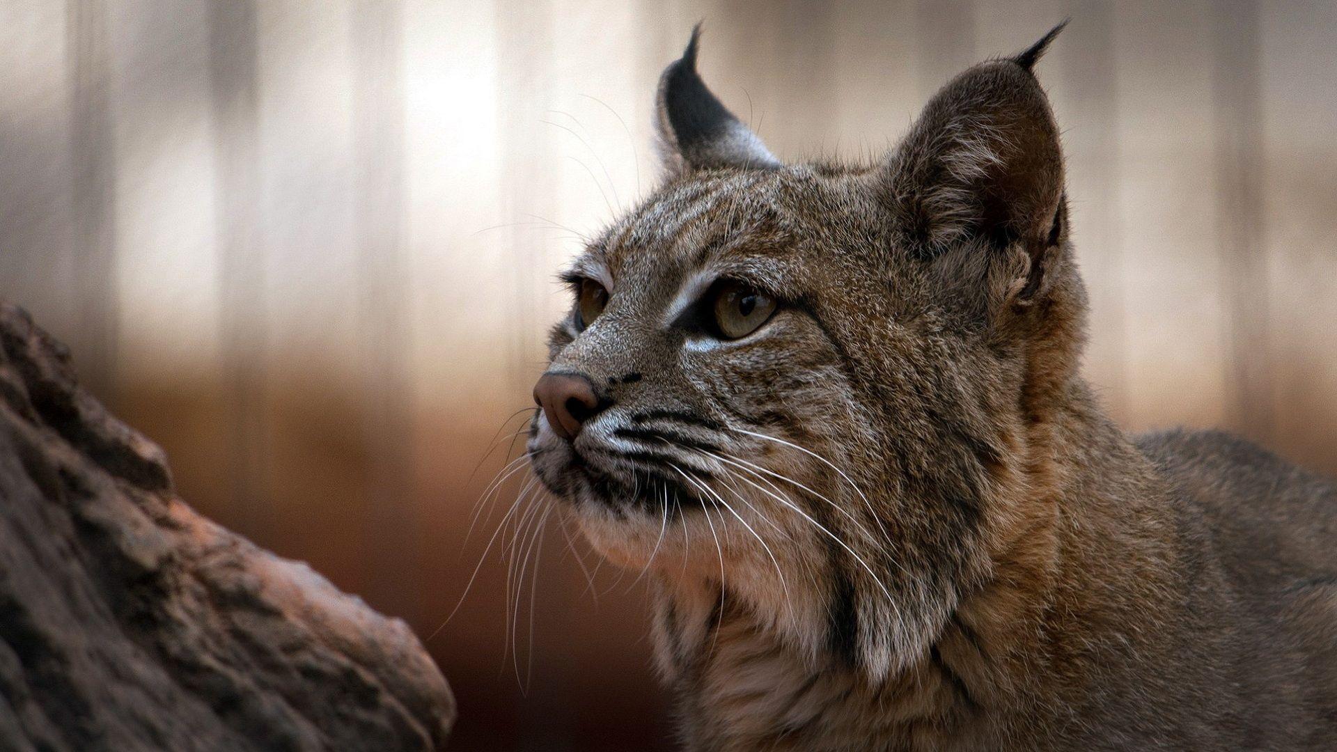 Lynxes Wallpapers - Wallpaper Cave