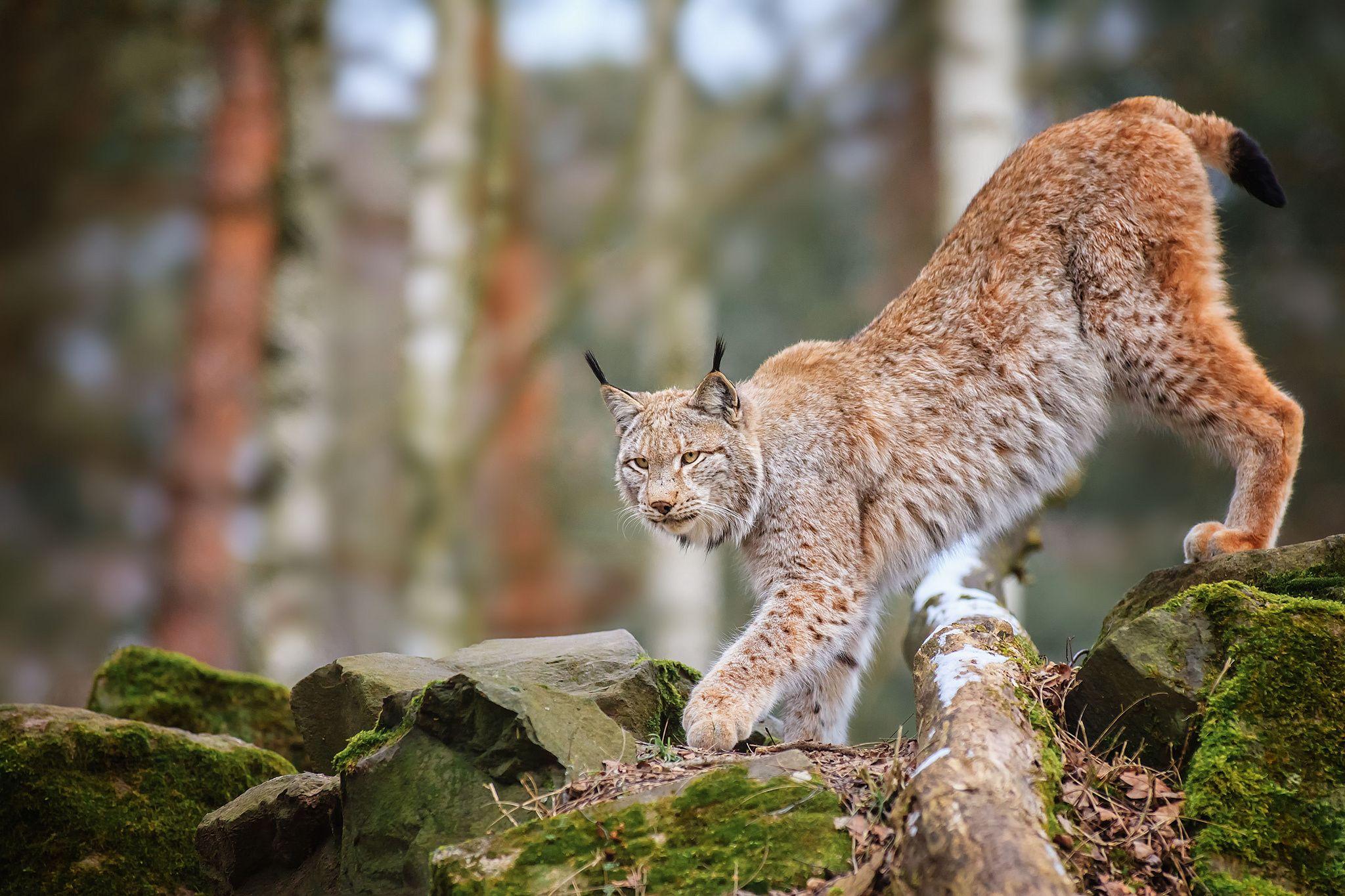 Animal Wallpaper. Sweeties <3. Lynx, Wallpaper