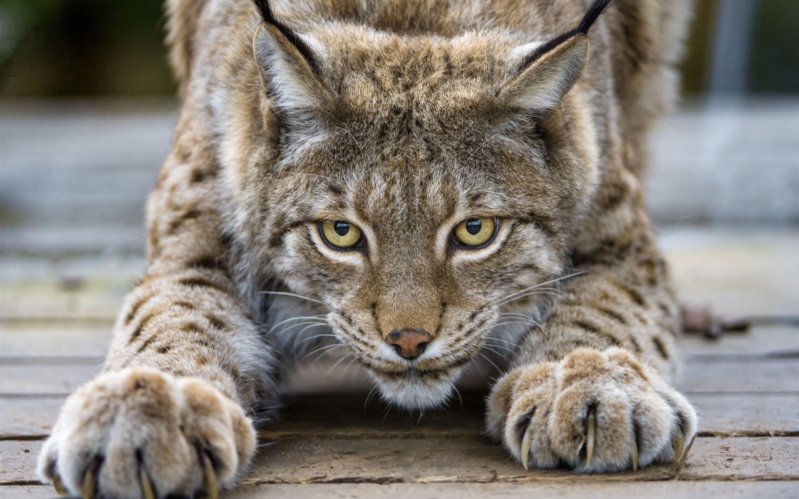 Lynxes Wallpapers - Wallpaper Cave