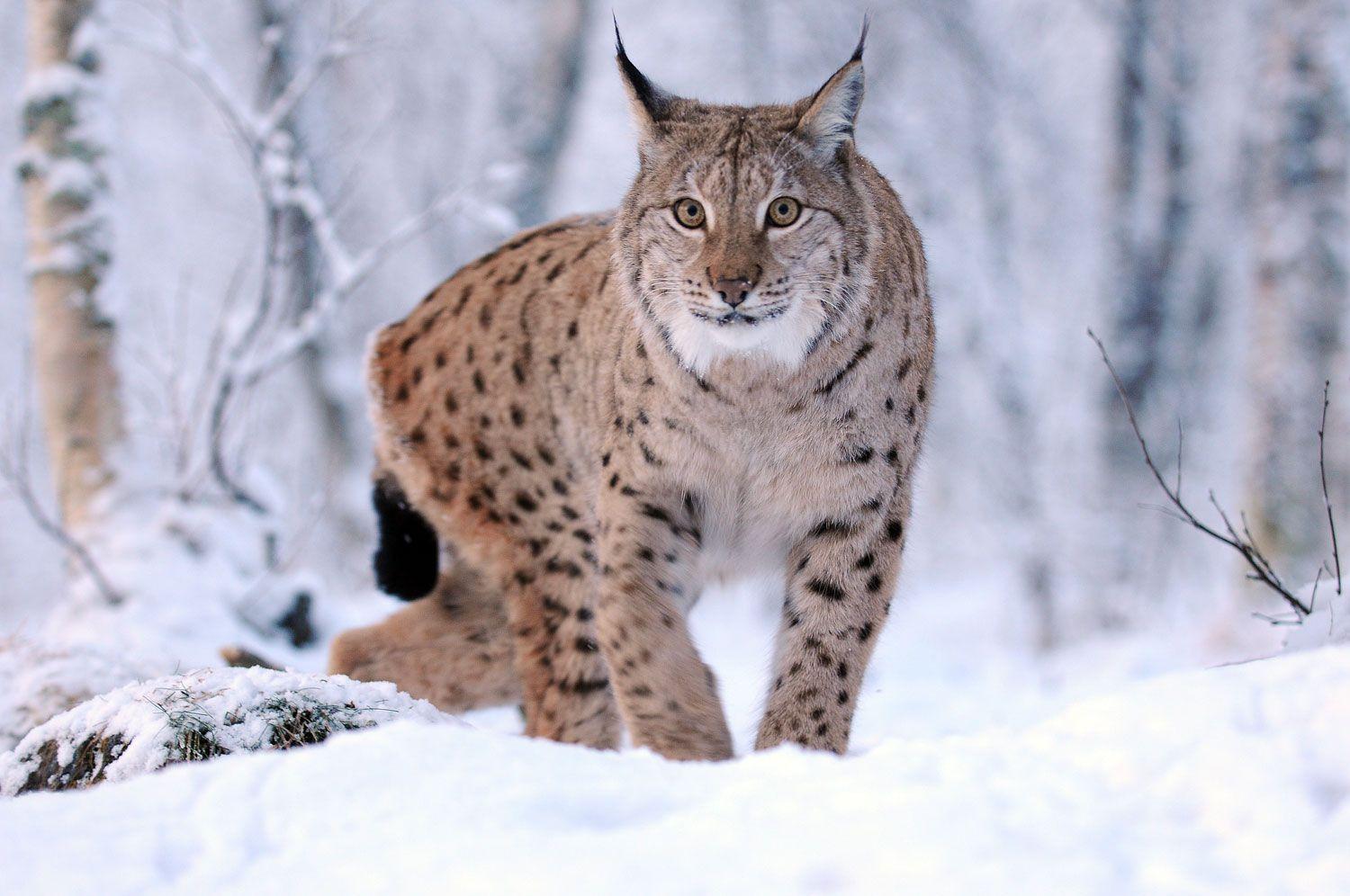 Lynxes Wallpapers - Wallpaper Cave