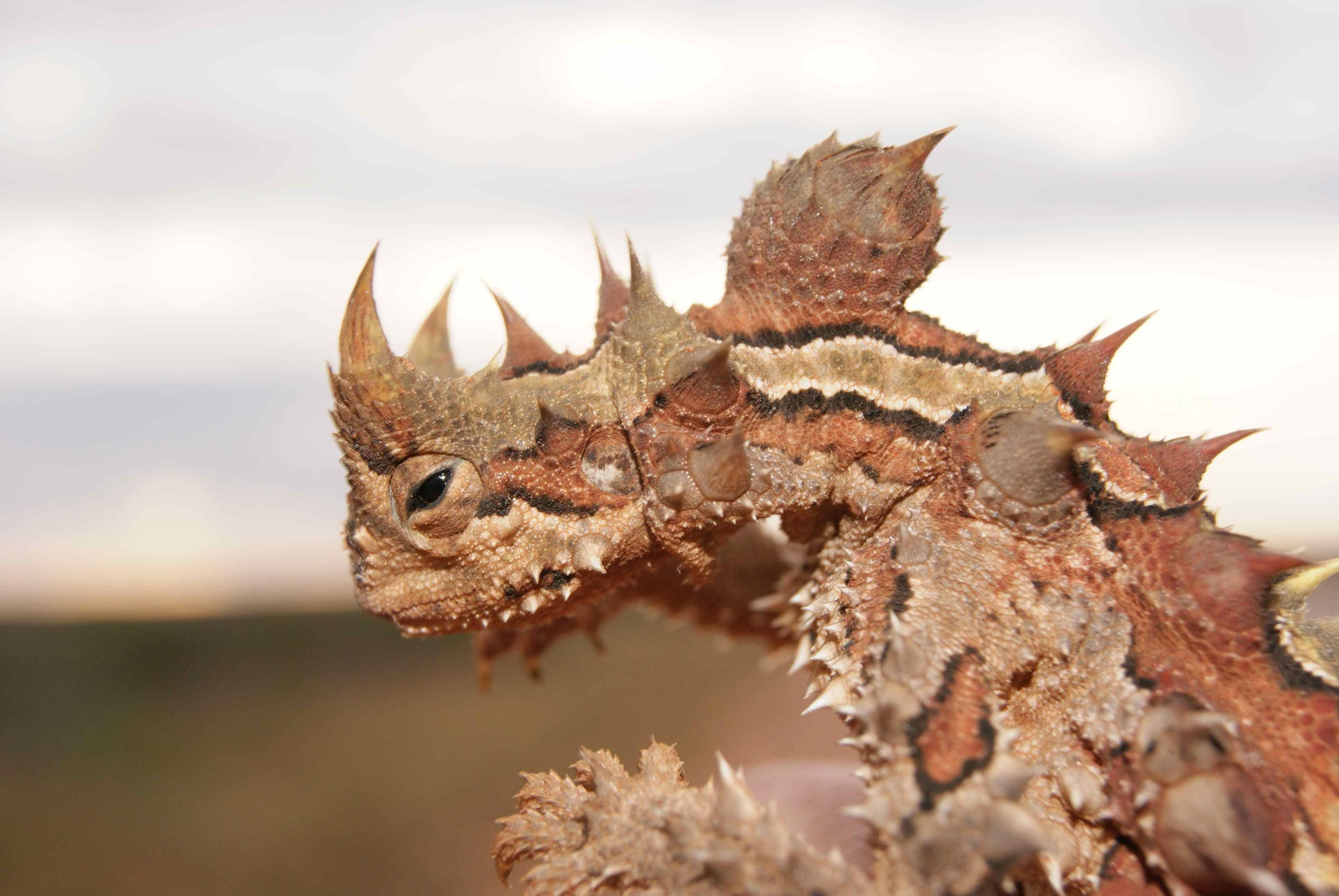Thorny Devil Wallpaper Image Photo Picture Background