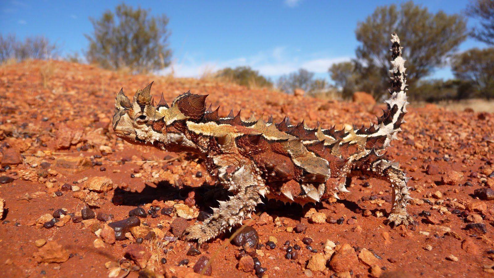 Thorny devils drink water with their body,