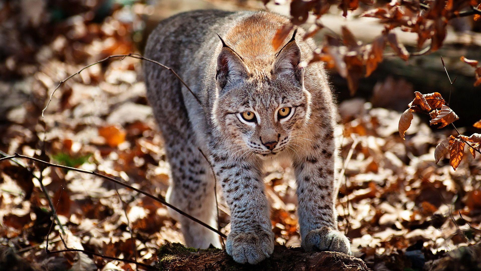 Gorgeous Lynx HDQ Image. AVD46 HQ Definition Wallpaper