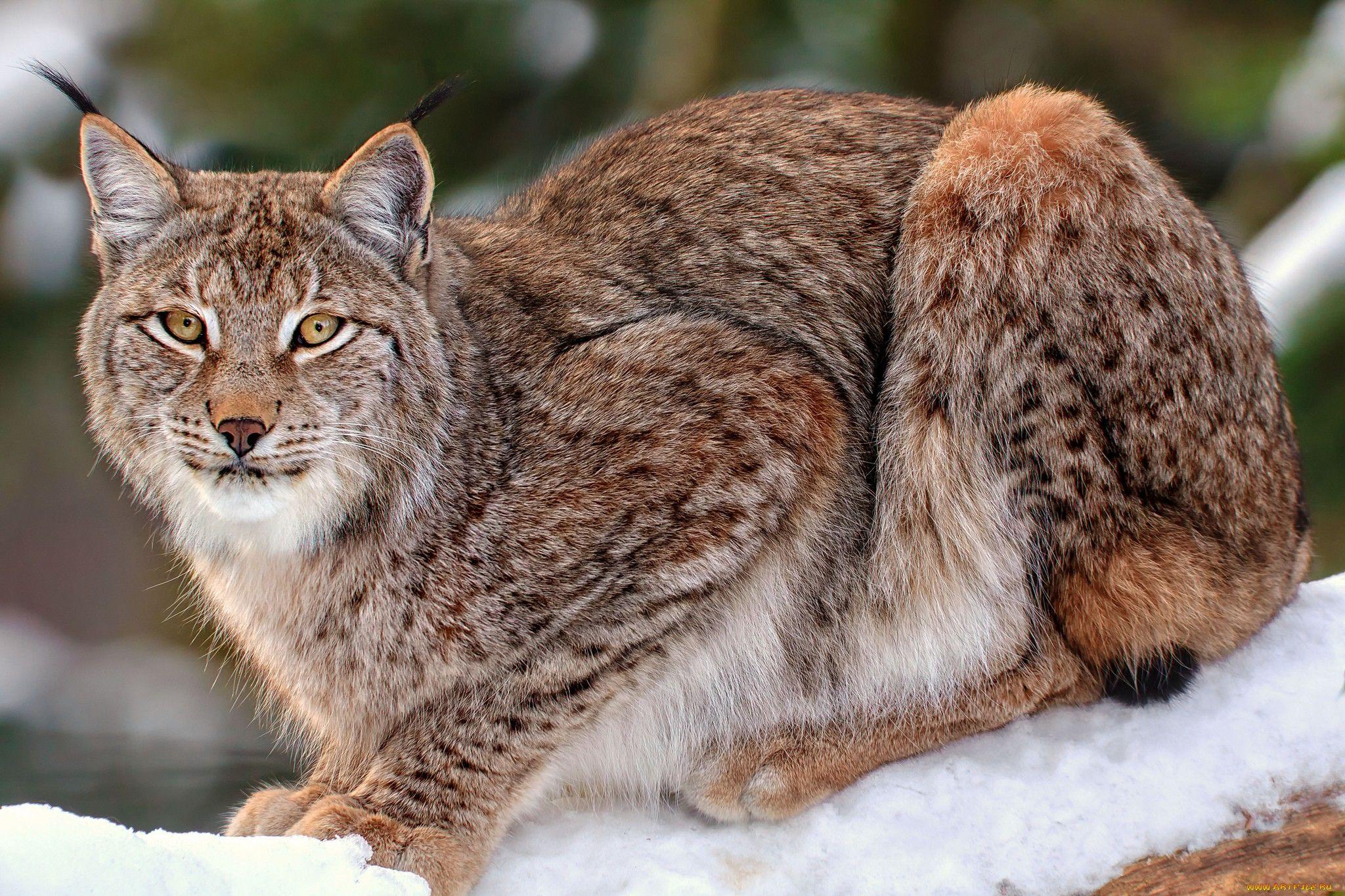 Lynx Full HD Wallpaper and Background Imagex1365