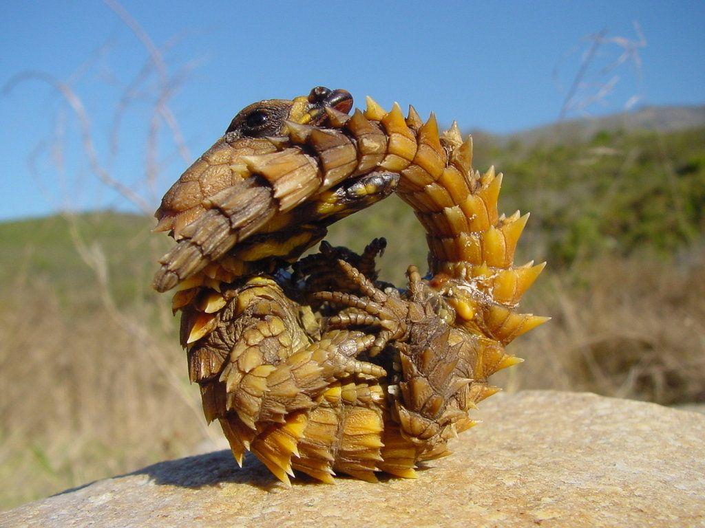 The Thorny Devil