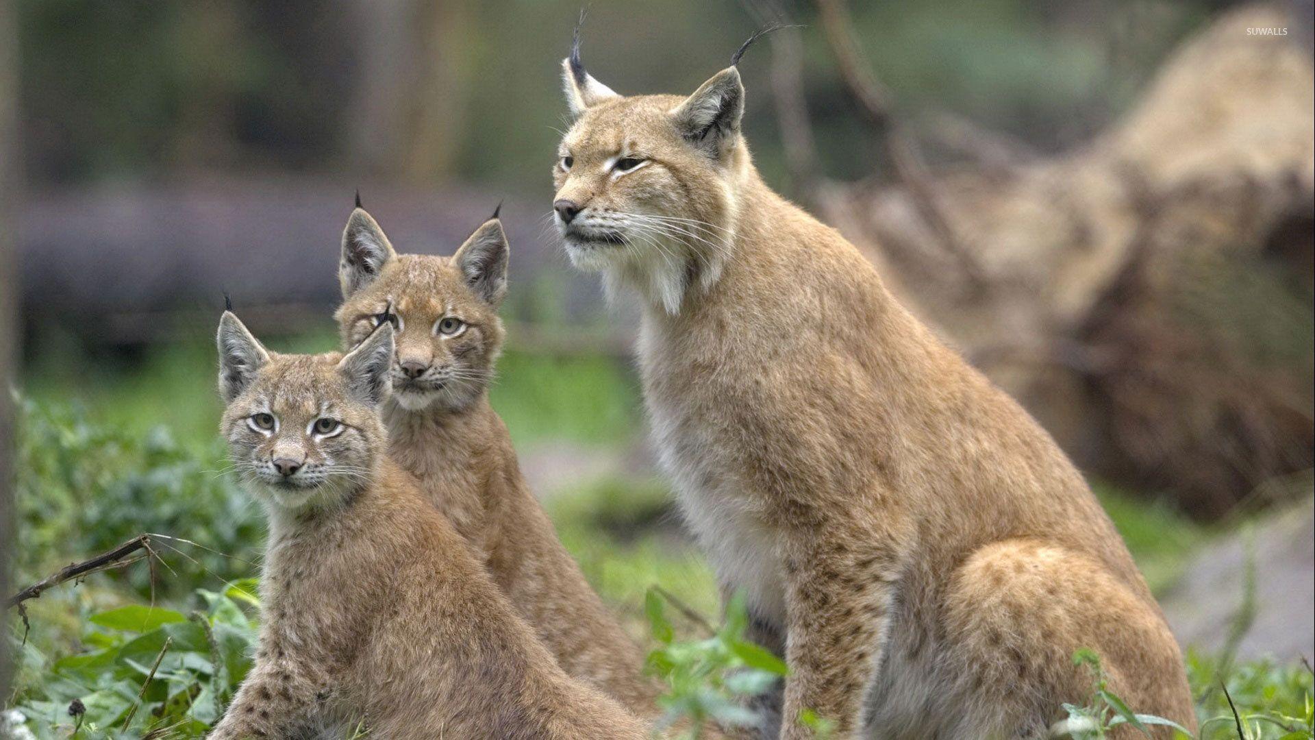 Lynxes Wallpapers - Wallpaper Cave