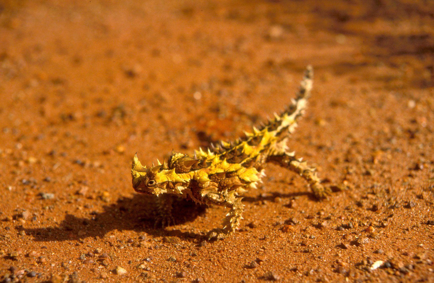 Thorny Devil HD Wallpaper and Background Image