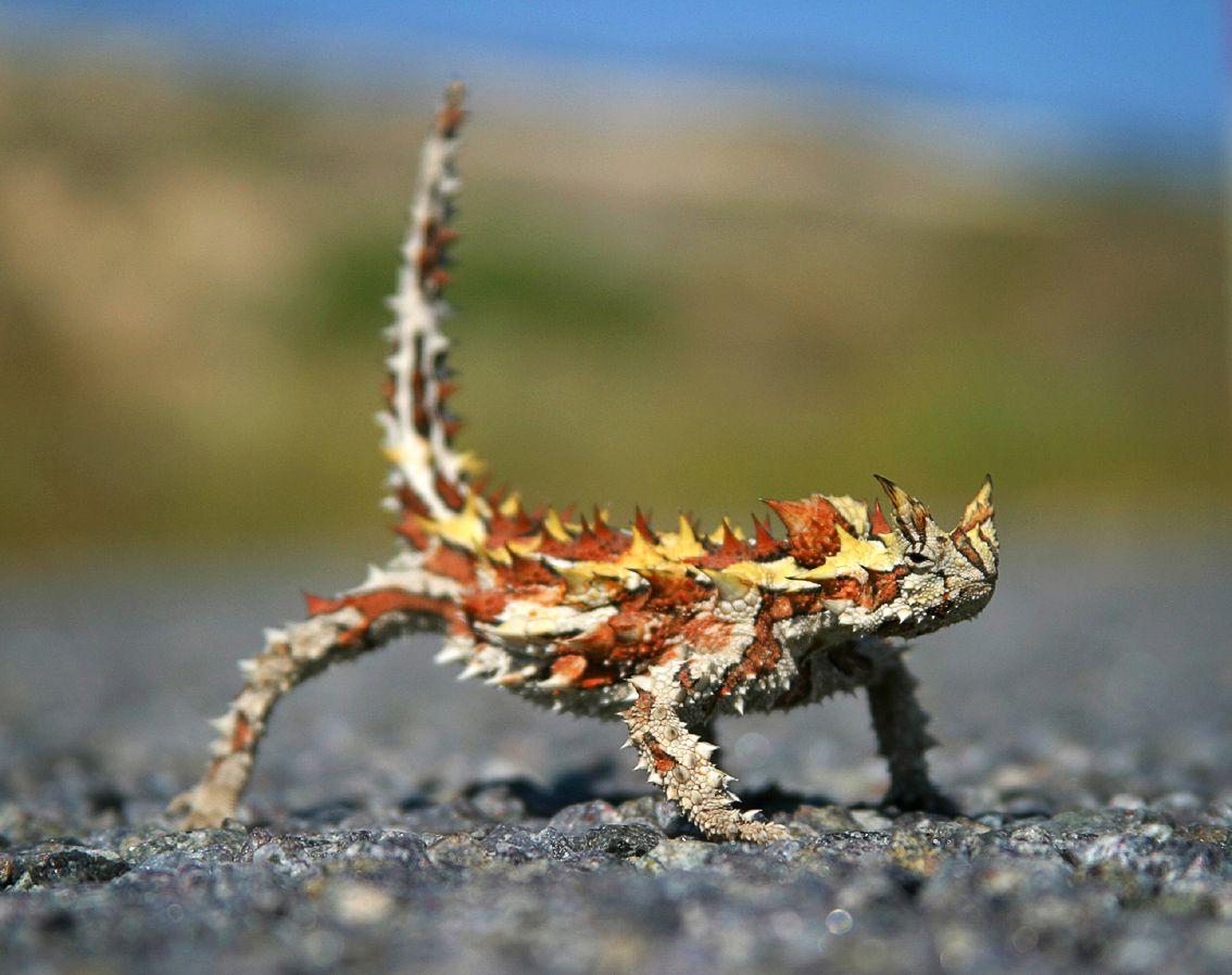 The thorny devil is a lizard native to Australia. They survive